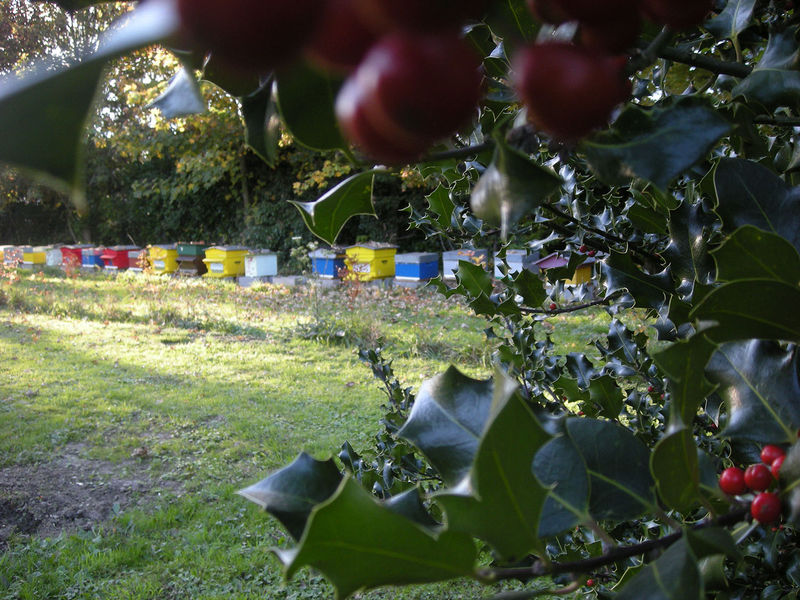 La ruche Sololbe Mouque